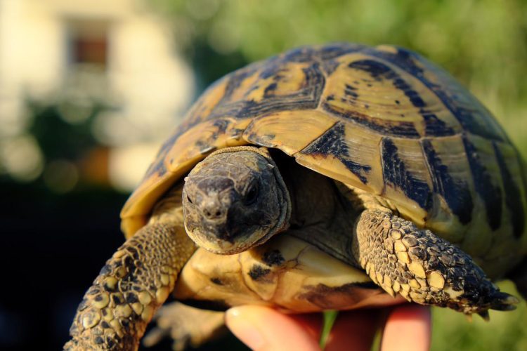Écaille de tortue pour la chambre d’enfant