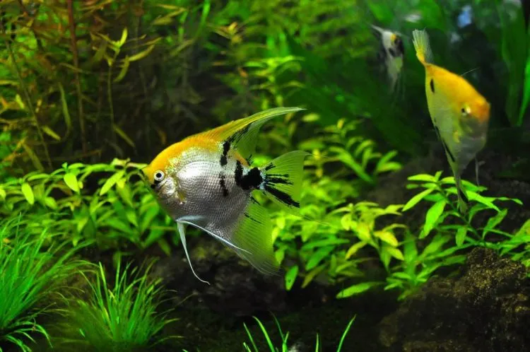 Pourquoi injecter du CO2 dans l’aquarium ?