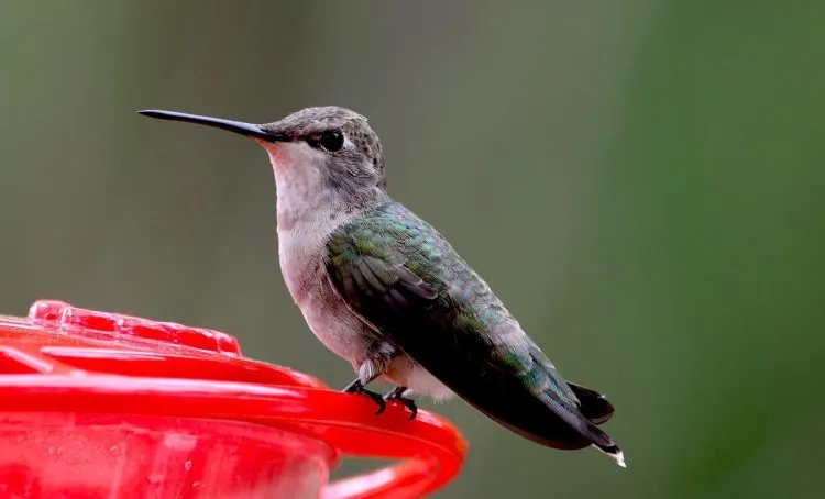 Bricolage de mangeoire pour oiseaux moderne
