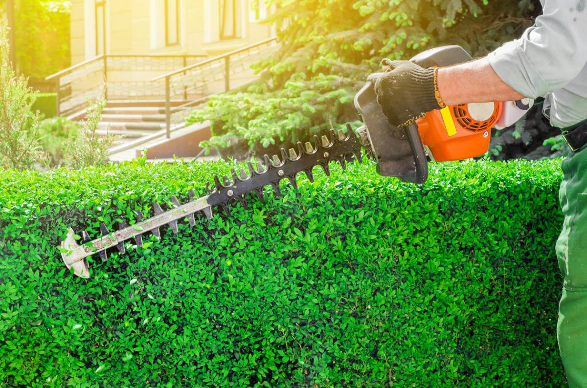 Taille de haies et arbustes : l’art d’un jardin équilibré