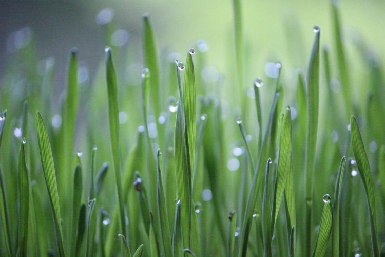 Bricolage : monogramme en forme d’herbe de blé