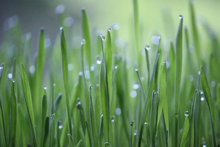 Bricolage : monogramme en forme d’herbe de blé