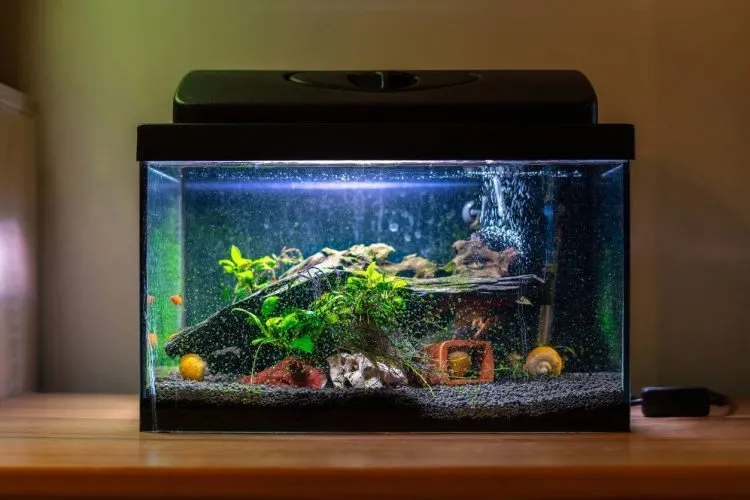 CO2 aquarium