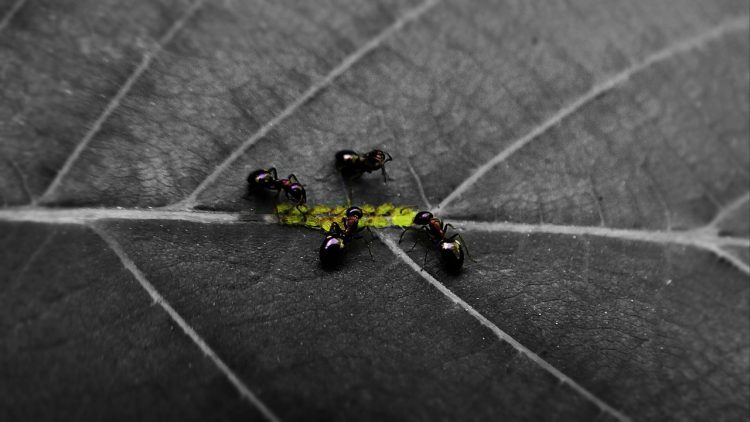 Comment se débarrasser des fourmis dans la maison ?