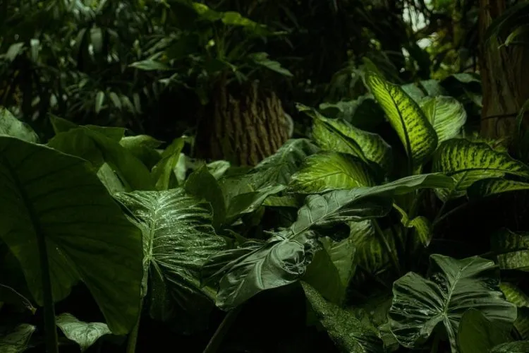Comment créer un espace tropical sous véranda ?