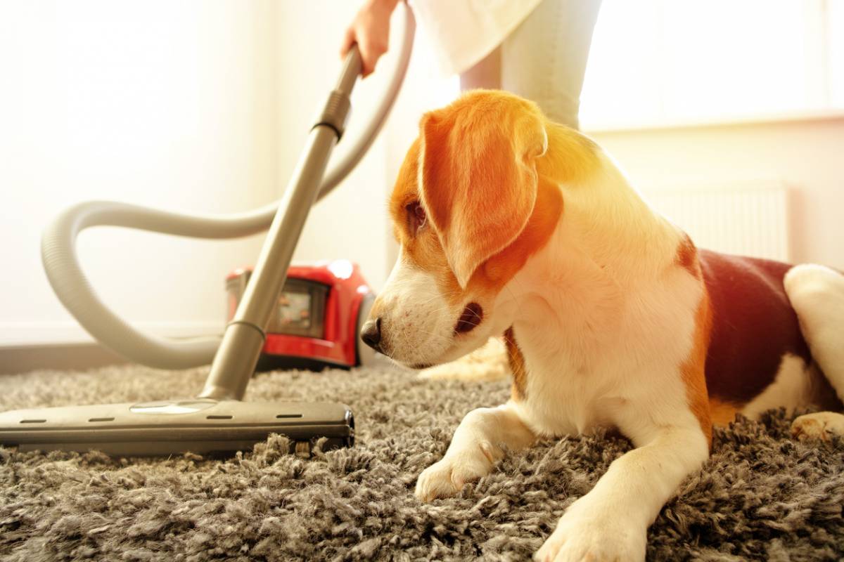Maison : comment éliminer efficacement les poils de chien?
