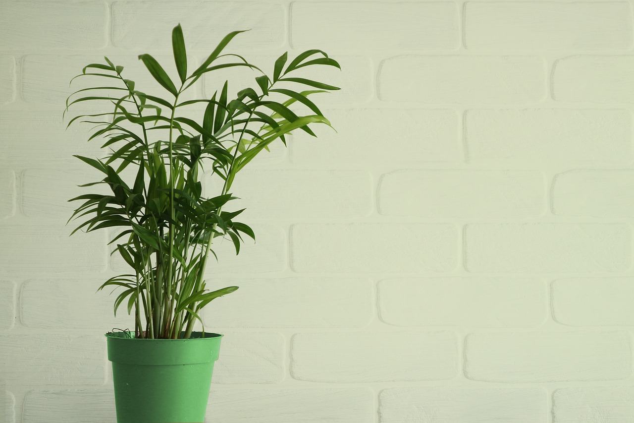 Pourquoi intégrer des plantes exotiques dans sa maison ?