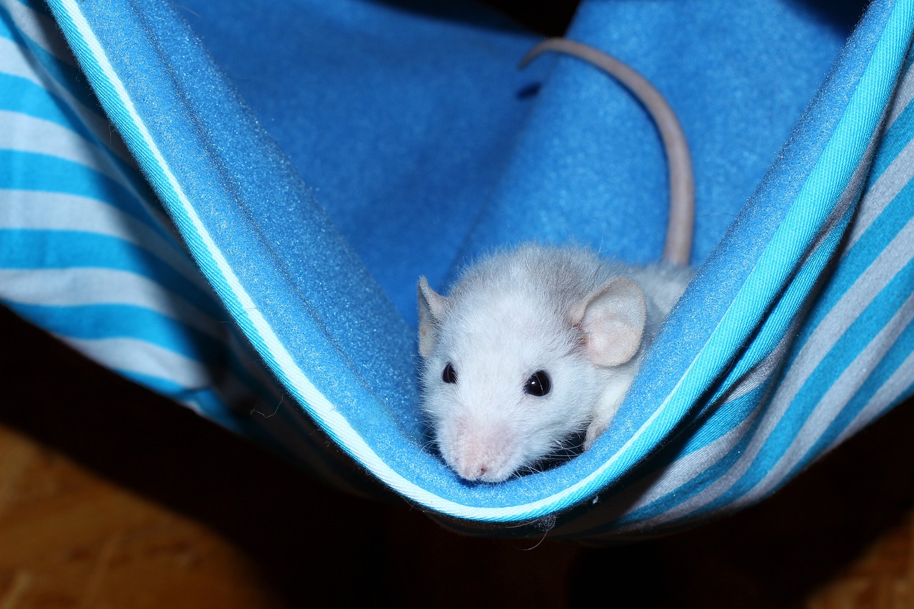 Faire appel à une entreprise de dératisation à Bruxelles