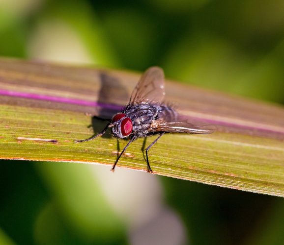 Remède de grand-mère contre les moucherons dans les plantes