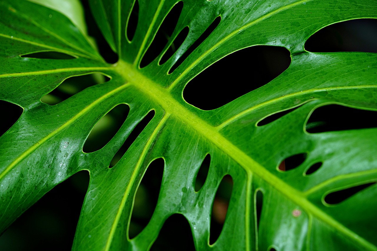 Comment le Monstera peut augmenter la valeur de votre immobilier ?