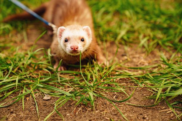 dératisation chasse rats souris avec furets