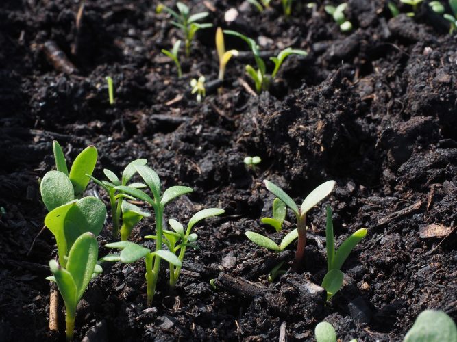 Les avantages environnementaux de l’utilisation de terreau universel bio
