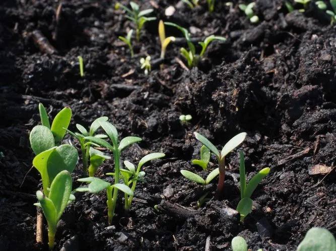 Les avantages environnementaux de l’utilisation de terreau universel bio