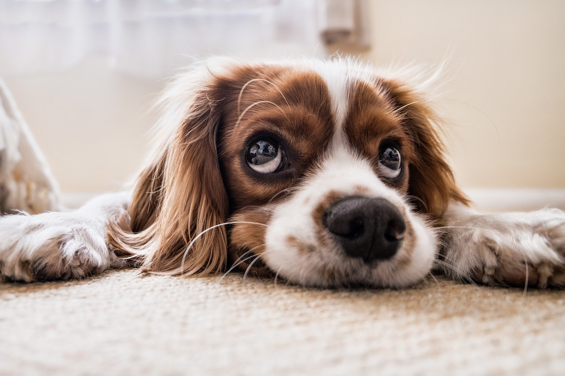 Guide de décoration intérieure : Décorations pour la maison adaptées aux animaux domestiques 