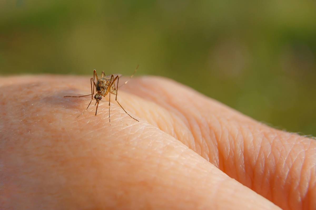 Moustiques : 5 solutions écologiques et compactes pour s’en débarrasser