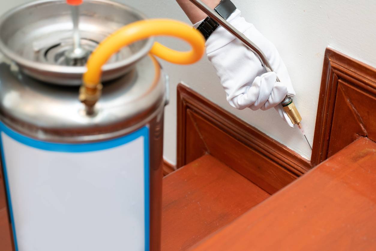 désinsectisation maison meuble