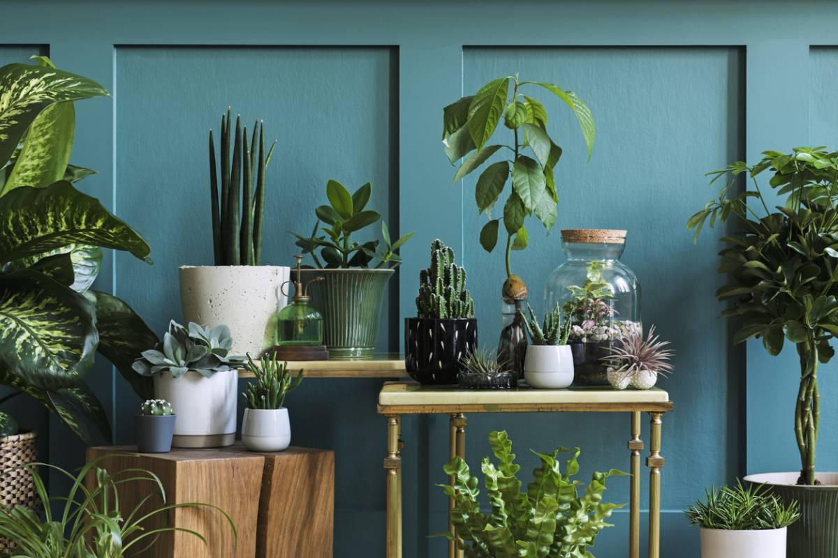Le top de la décoration végétale