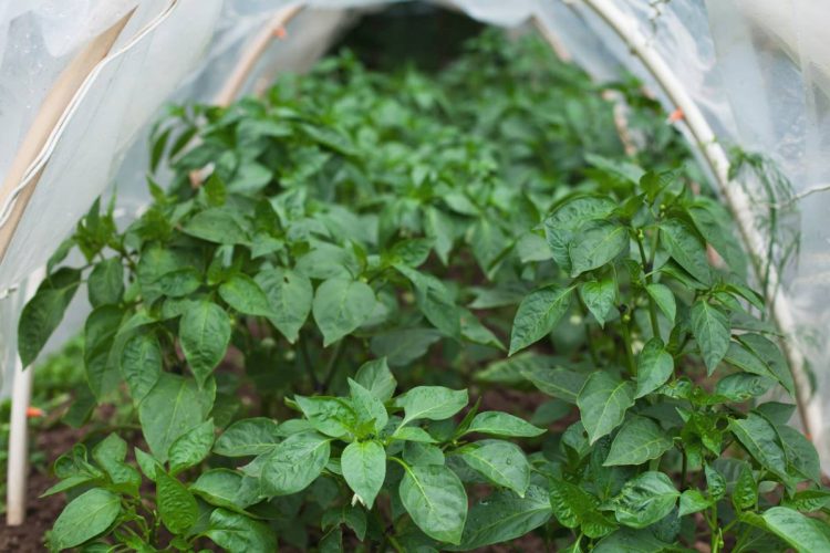 Tunnel de forçage : quels usages dans le jardin ?