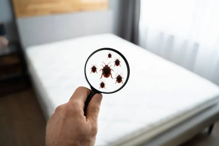 Punaises de lit : est-ce difficile de s’en débarrasser ?