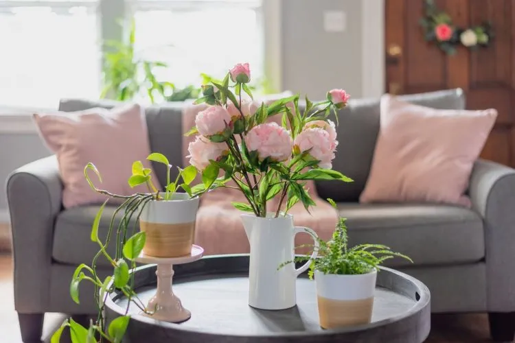 entretenir plantes d'intérieur ; prendre soin plante d'intérieur