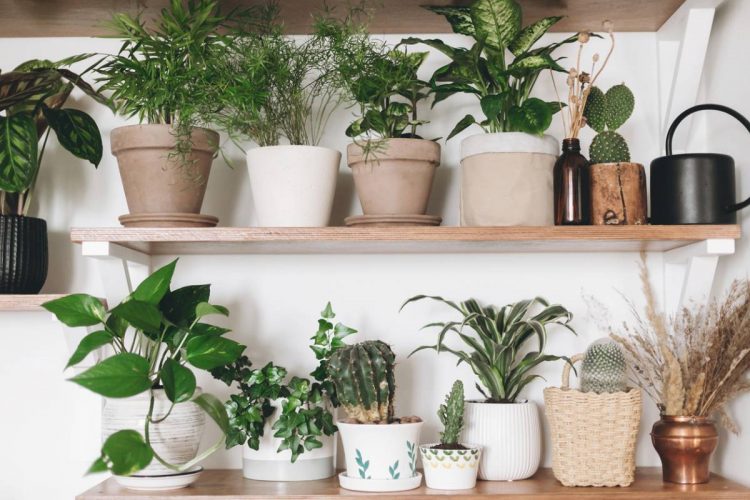 Prenez soin de vos plantes d’intérieur