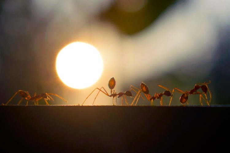 Se débarrasser des fourmis