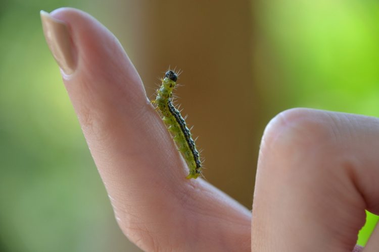 Se débarrasser des mites
