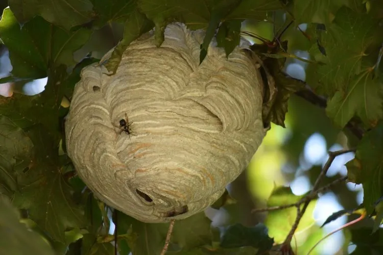 Nid de frelon près de la maison