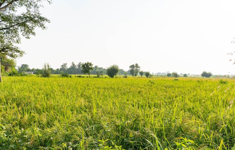 Terrain agricole vendre : comment faire ?