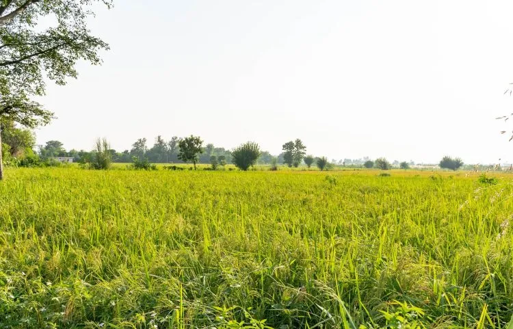 Terrain agricole vendre : comment faire ?