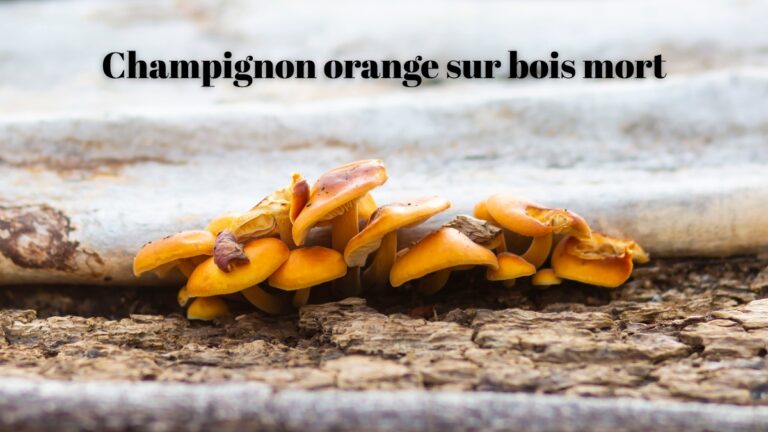 Champignon orange sur bois mort