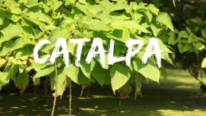 catalpa