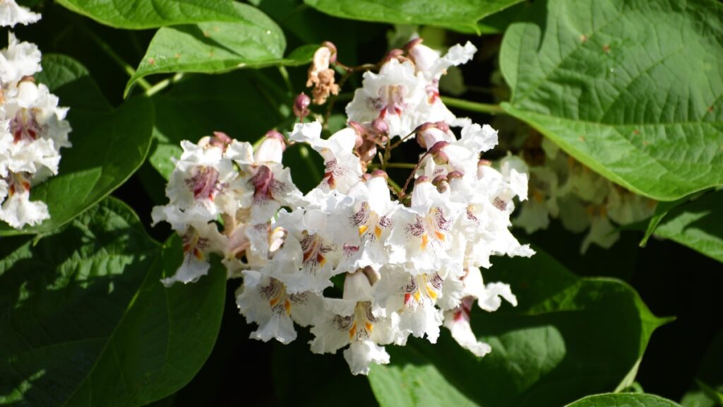 catalpa dans le jardin 