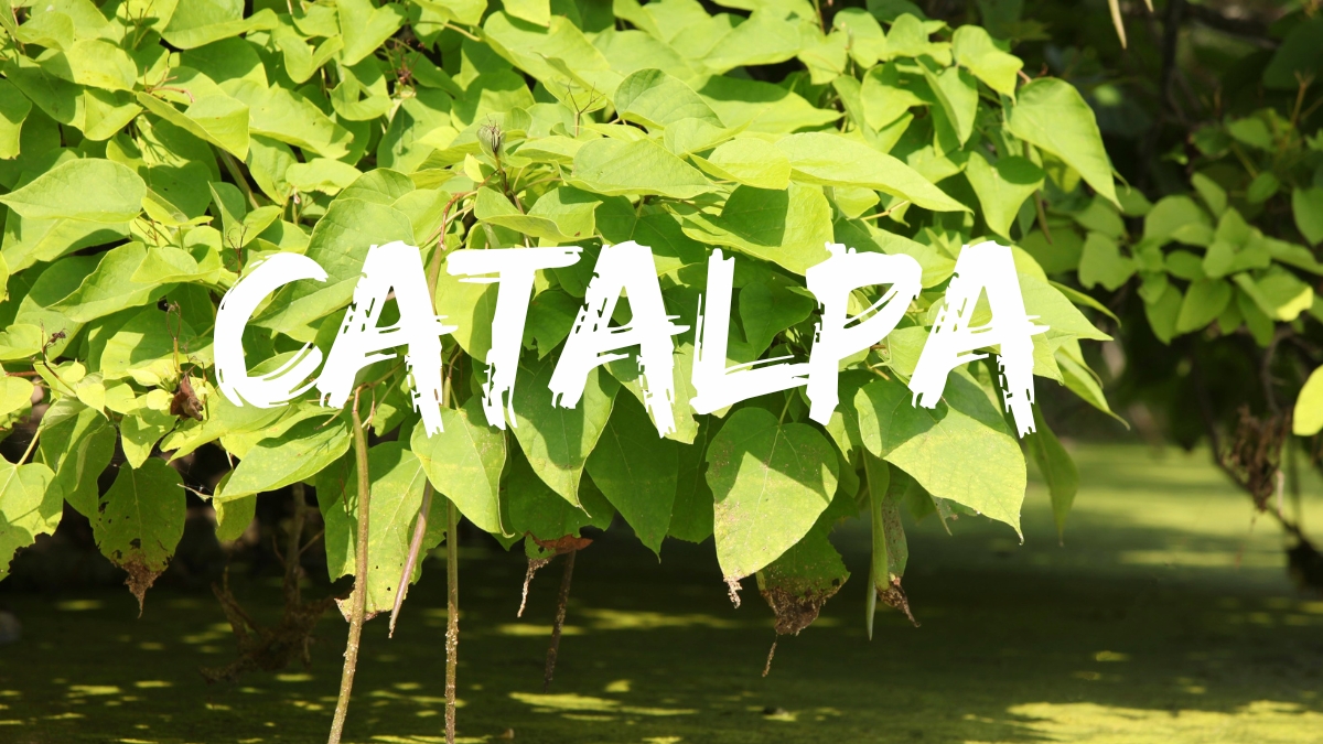 catalpa
