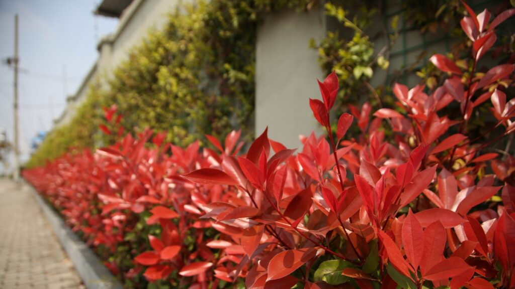 photinia dans le jardin