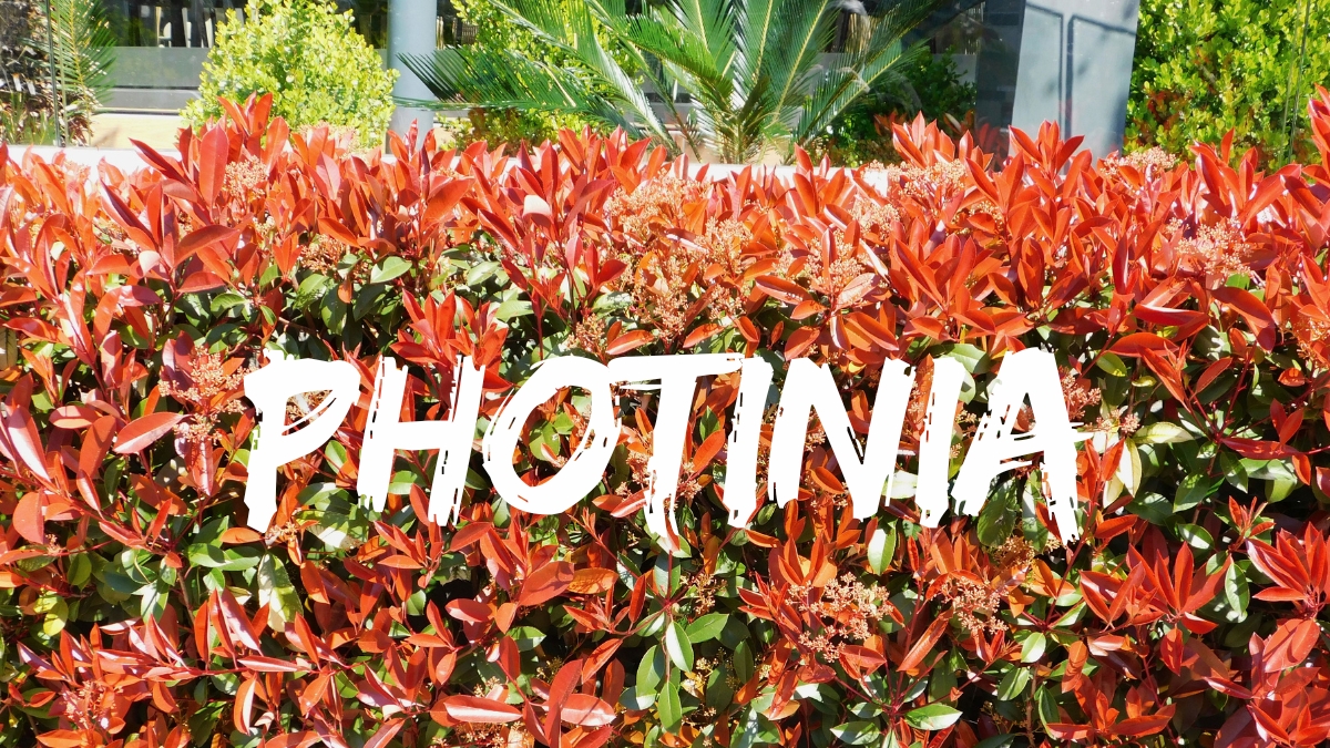 photinia