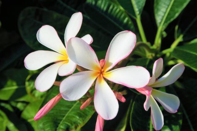 plantes exotiques véranda