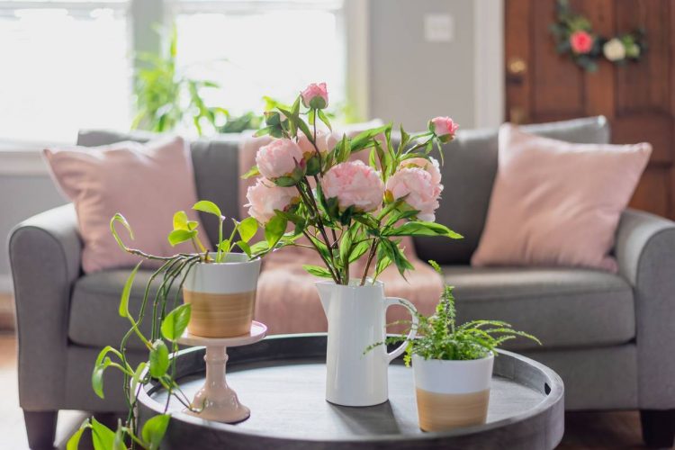 entretenir plantes d'intérieur ; prendre soin plante d'intérieur
